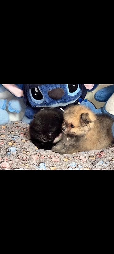 zvanoq itleri: Şpitz, Erkek — 5