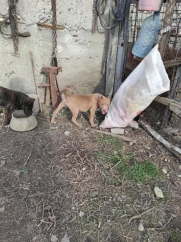 .dişi küçük du satram 3 ayligdi heyvan şekidedi