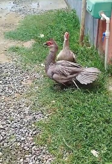 LAVANDA Lal Ördək Balsi Satılır. 9 Ədəd. 3 Günlük. Təmiz sort. Şəkili