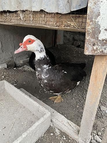 quzu satisi: Erkək, | Lal ördək, Damazlıq — 4