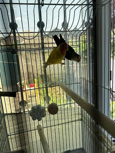 tap az qusar heyvanlar: Məhsul: Sevgi tutuquşuları (Lovebird) cütü və qəfəs dəsti Təsvir: - — 5