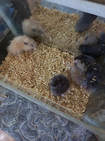 ev pişiy: PAY VERİLİR Hamster balaları – uzun tüklü və qısa tüklü müxtəlif — 2