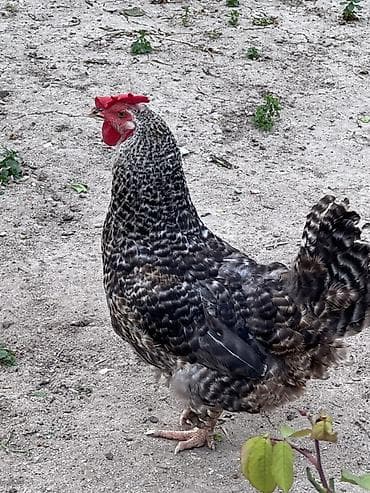 serebrist toyuqlar: Toyuq, Yumurtalıq — 4