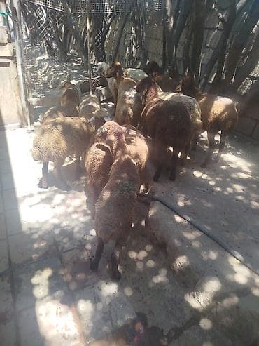 damaz: Qoyun sürüsü – ətlik/südlük yönümlü qarışıq yerli cinslər Məhsul — 1