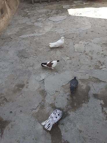 cex quşlar: 4 dene goyercin biri 3 azn — 1