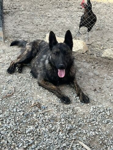 belçika afçarka: 8 ay, Erkek, Peyvəndli, Ünvandan götürmə — 2