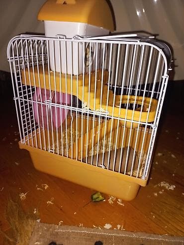 Hamster + qəfəs + yem (ünvan: Əhmədli) Komplekt: - Cırtdan hamster - at lalafo.az Hamster + qəfəs + yem (ünvan: Əhmədli) Komplekt: - Cırtdan hamster -