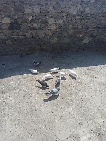derzi quşu: Kom 5manatdan tek tek fərqlidi qiymeti — 3