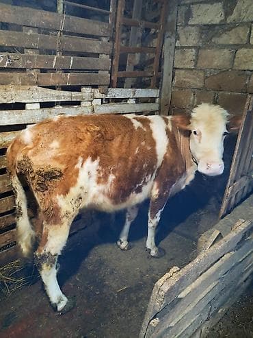 qurban bayrami sekiller: Simental qanlı dişi buzov - Rəng: ağ-qəhvəyi, bədənində geniş ağ — 2