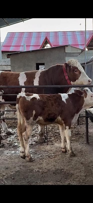 kreditle inekler: Simmental cinsli ana-buzaq dəsti - Cins: Simmental (qırmızı-ağ alaca) — 4