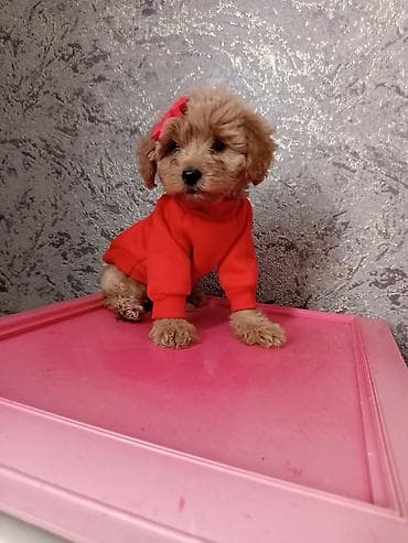 xaski itləri: Pudel, 2 ay, Dişi — 2