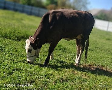 tap az afcarka: Satılır: ətlik/damazlıq inək - Cins tipi: Hereford tipli, qəhvəyi — 4