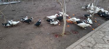 qaz ordey: Erkək, | Lal ördək, Damazlıq — 3