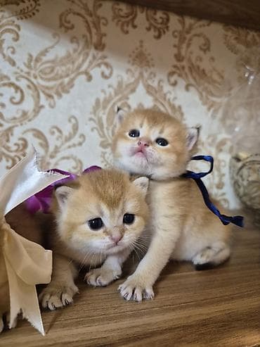 pişikləri: Britan, Erkək, Yaxşı əllərə, Ödənişli çatdırılma — 2