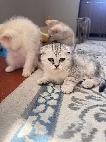 uçan sincap satılık: Şotland, Erkək, Dişi, Yaxşı əllərə, Ödənişli çatdırılma — 9