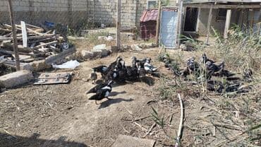 cins ineklerin qiymeti: Muscovy ördəkləri (indoutka) – qiyməti böyüklüyünə və kiçikliyinə görə — 3