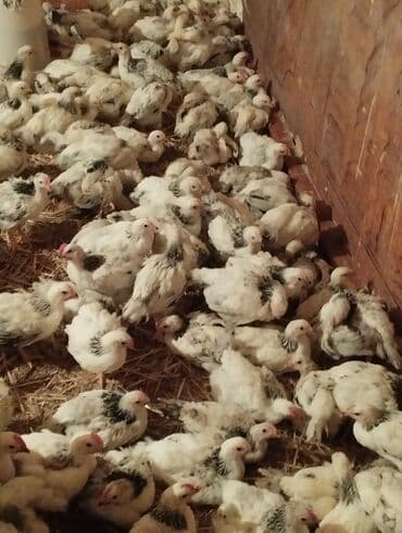 bala itlerin satisi: Toyuq cücələri, Ətlik — 2