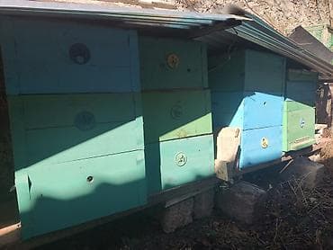 lelekli heyvanlar: Arıçılıq üçün taxta pətəklər — 1