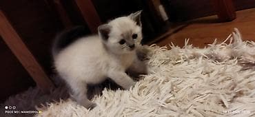 hamster satis: Britan — 4