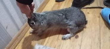 itler sekilleri: Evdə bəslənmiş dovşan - Növ: ev dovşanı - Rəng: boz-gümüşü - — 2