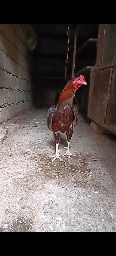 ruletka cat: Yaş yarımlıq heyvandi vidyosuda var ciddi alıcılara endirim eliyerem — 2