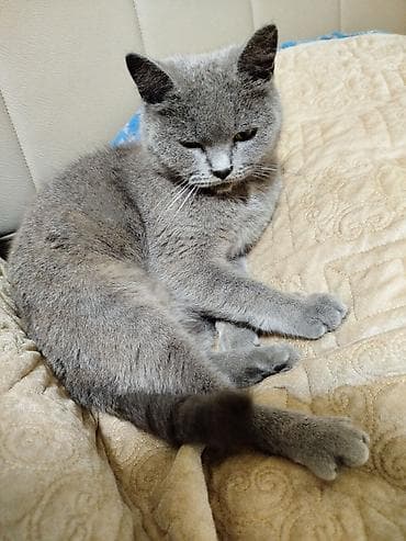 pisiyler: Britan — 4