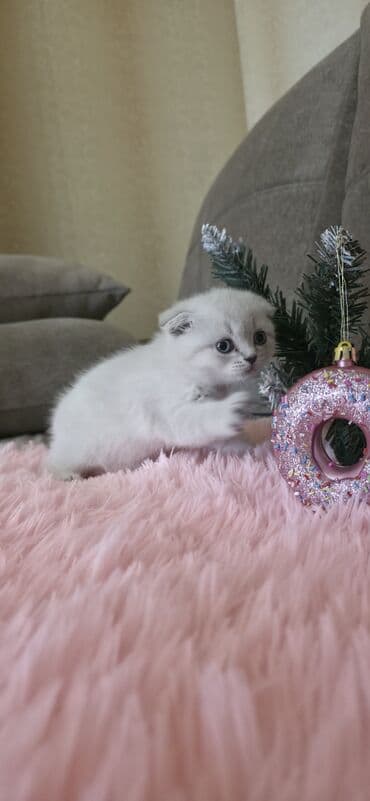 scottish fold qiyməti: Şotland yastı qulaq, Ünvandan götürmə — 1