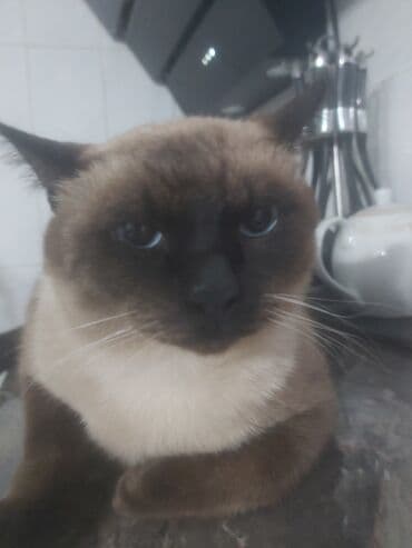 pişik maneji: Siam, Erkək, Cütləşmə üçün — 2