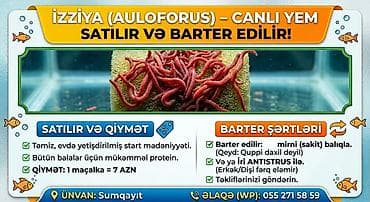 xani baliq: Çox tez artır və heç vaxt qurtarmır(düzgün baxılsa və yemlənsə) — 1