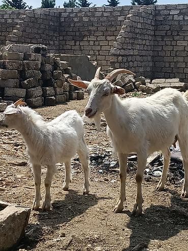 Ağ rəngli yerli keçi ana-balası dəsti Məhsul təsviri: - 1 dişi ana