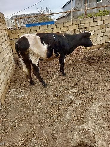 lalafo keci satisi: Öz inəyimizin balasıdı çox sakit inəydi 4 cü qarına maldı 8 lt səhər — 4