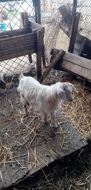 Digər heyvanlar: Salam saglam yem yeyen çəpişdi real alıcılar zeng vursun — 2