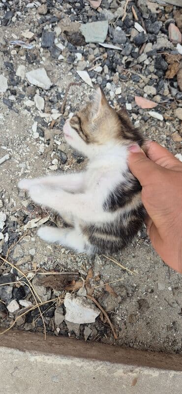 cins pişik: Erkək, Yaxşı əllərə, Ünvandan götürmə — 10