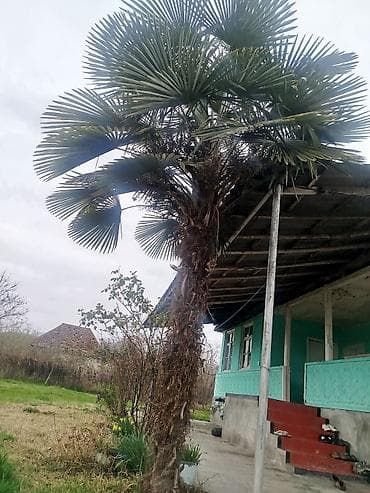 palma agaci satisi: Satılır: həyət üçün iri həcmli xurmalı/yelpik yarpaqlı palma ağacı — 1