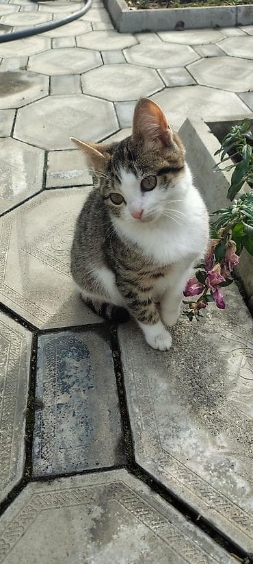 şotland pişiyi cutlesdirmek: Tabbi, Dişi, Yaxşı əllərə, Pulsuz çatdırılma — 5
