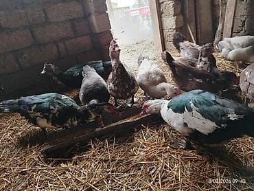 Бараны, овцы: Самец, | Lal ordek, Для разведения — 7