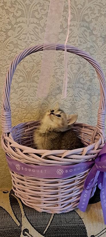 Hədiyyə səbəti, rəng - Bənövşəyi