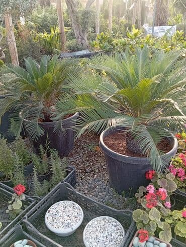 Sifarişlə əl işləri: Agaclar
gubreler guller — 5