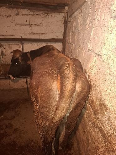 Pişiklər: Qisir iney 160 dan aqir eti var unvan xirdalan — 2