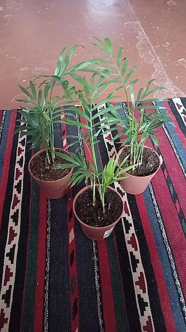 1.80 yolka: Xurma xurması (Chamaedorea elegans) – otaq üçün dekorativ palma - 3 — 1