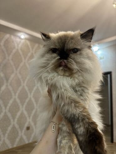 van pişiyi qiymeti: Fars, Dişi, Yaxşı əllərə, Ünvandan götürmə — 4