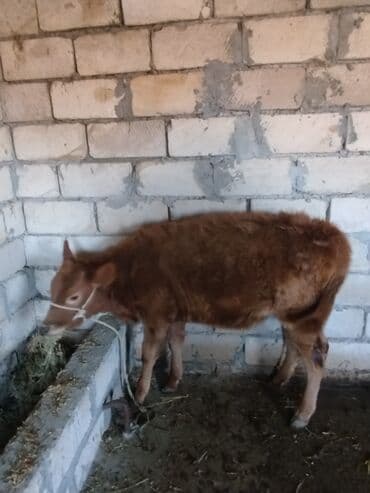 Куры: Yanı balalı inək 5 aydır doğub hal hazırda quru otla 5-6 litir süd — 7