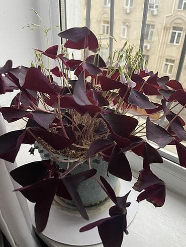 tuya bitkisi: Oxalis triangularis (Bənövşəyi “Şamrok”) – dekorativ saksı bitkisi - — 4