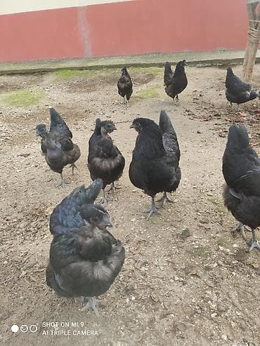 Toyuqlar: Satılır: Cins xoruz ve toyuqlar bir xoruz üç fere satılır fereler — 6