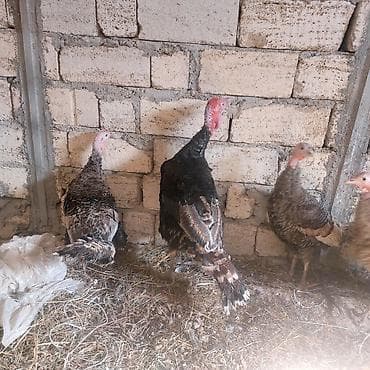 et dükanı: Erkey hindusqa satilir diri ceki 7kq 600 — 3