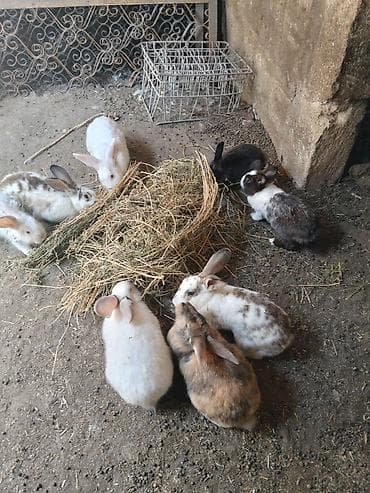 qaz bala: Məhsul: Ev dovşanları (bir neçə fərqli rəng və naxışlarda) Təsvir: - — 2