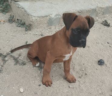 1 aylık doberman: Bokser, 3 ay, Erkek, Peyvəndli — 5