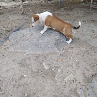 отдам в добрые руки щенка баку 2019: 4 ay, Dişi, Ünvandan götürmə — 2