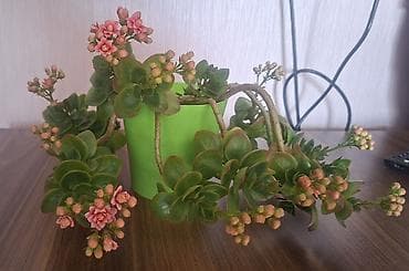 Satılır: otaq bitkiləri (şəkillərdəki qabları ilə) 1) Oxalis