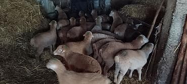 K/t heyvanları üçün mallar: Sort quzular 25 baw — 1